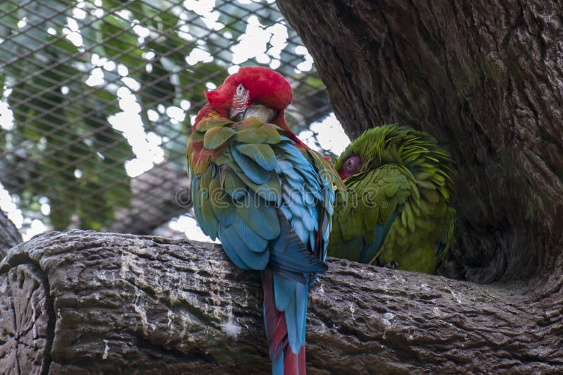 Parrots in their jungle stock image. Image of color, safari Biology Diagrams