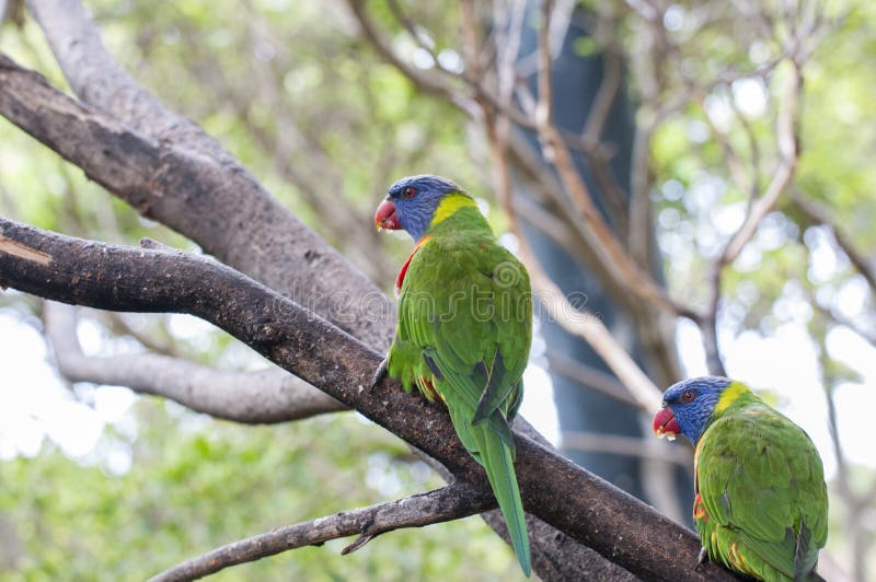 Parrots in their jungle stock photo. Image of tropics Biology Diagrams