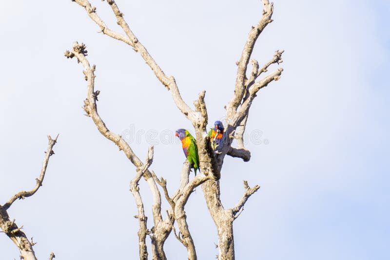 Parrots in a tree just hanging out stock image