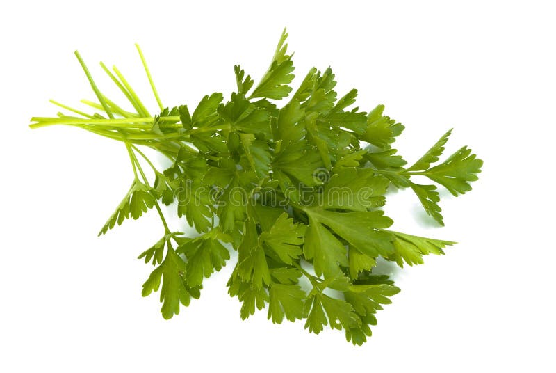 Parsley stock photo. Image of shot, healthy, spice, garnish 13381734
