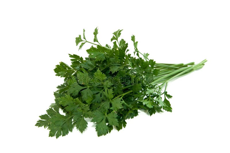 Flat Leaf Parsley stock photo. Image of healthy, health 2185394