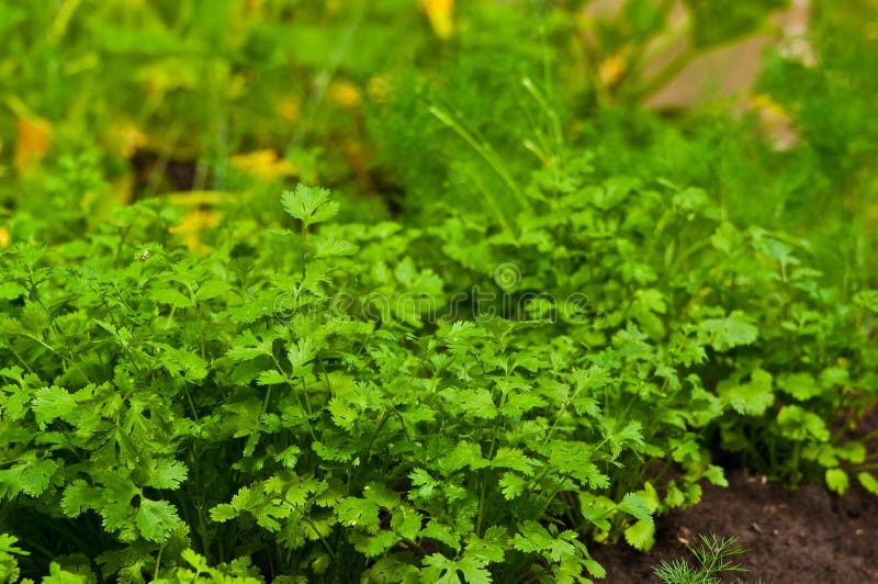 Parsley royalty free stock photo