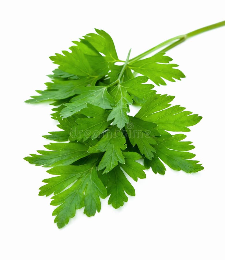 parsley parsley