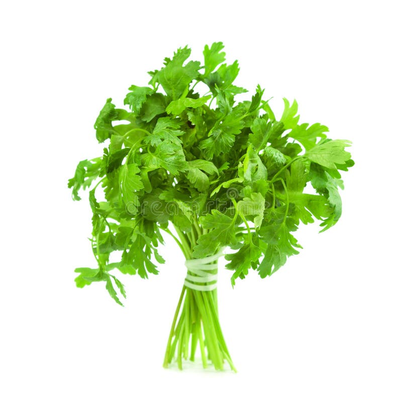 Fresh green parsley herbs stock image. Image of fresh 12873333