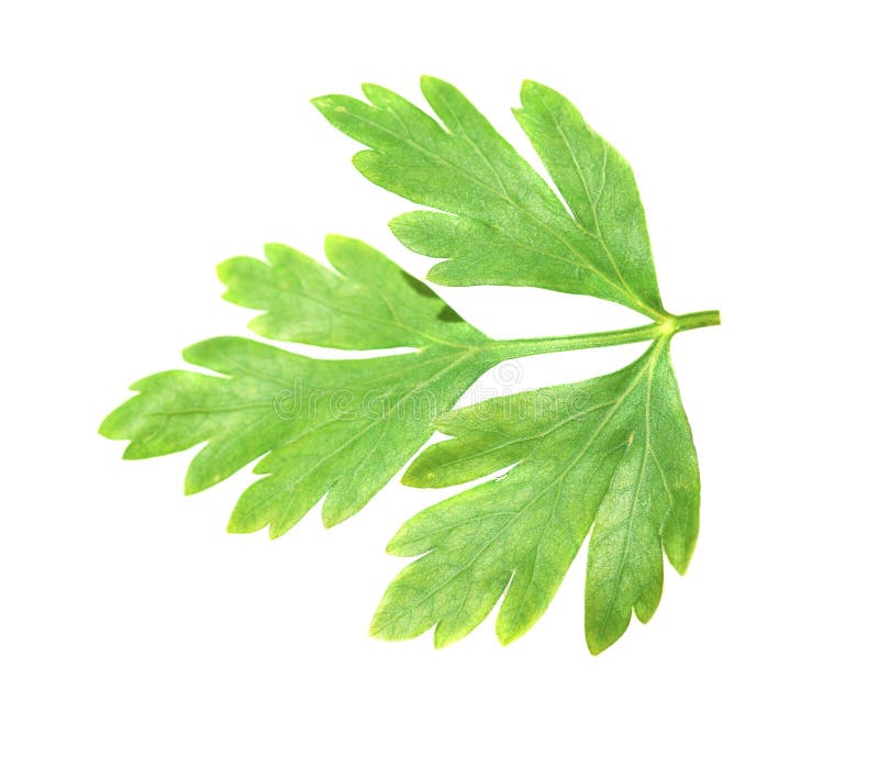 One Leaf of Green Parsley on White Stock Image Image of organic