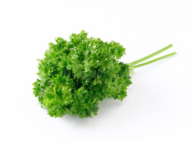 Parsley. A small bunch of parsley royalty free stock photo