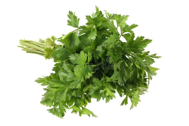 Parsley Vegetable Root on White Stock Photo Image of nature, leaf