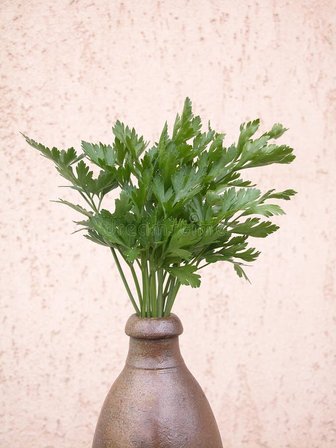 parsley arkivbild parsley arkivbild