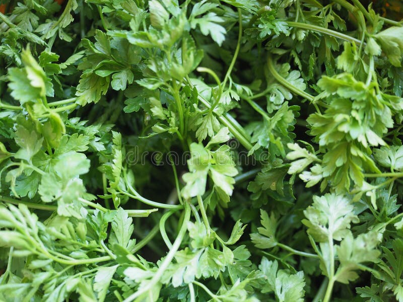 Parsley aka cilantro stock photo. Image of eating, green 182225886