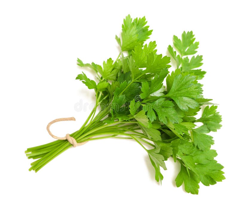 Parsley sprigs stock photo. Image of bunch, parsley, aromatic 22617492