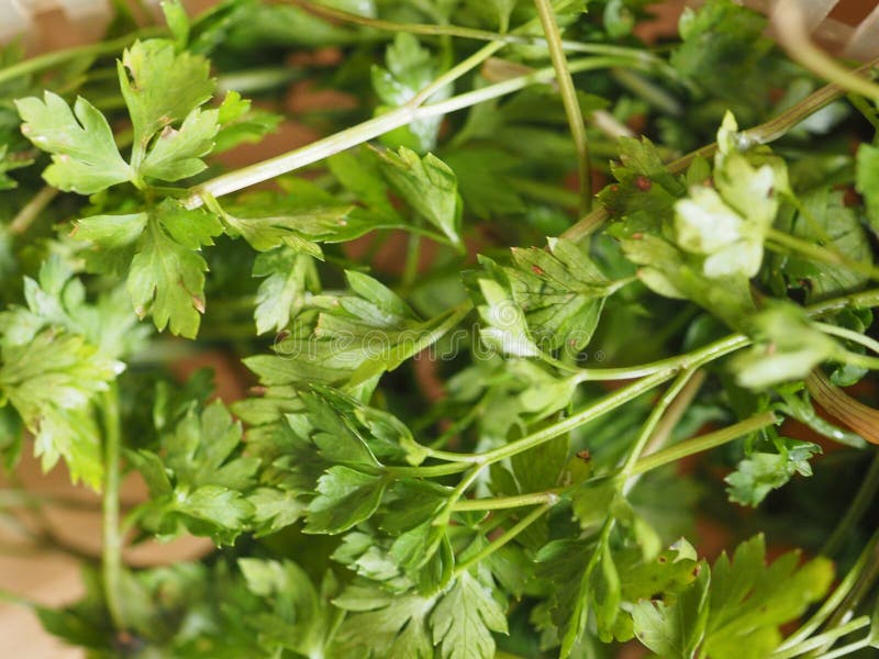 Parsley aka cilantro stock image. Image of green, nutrition 104958073