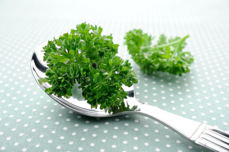 Parsley stock photo. Image of seasoning, flavor, herb 43729192