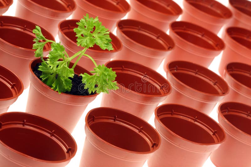 Parsley and flowerpots.