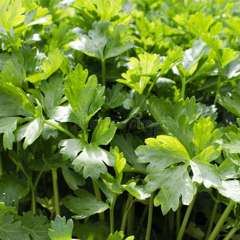 Parsley stock image