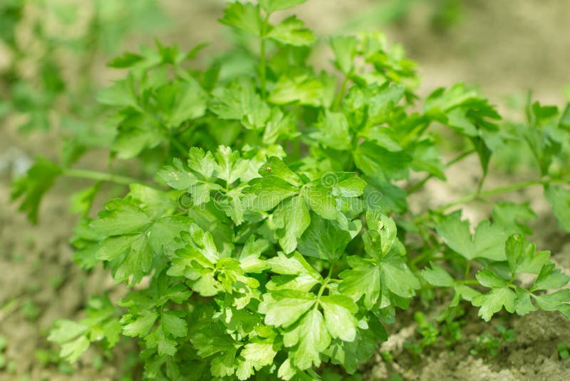 Parsley in the Garden Outdoors Stock Image Image of crop, herbal