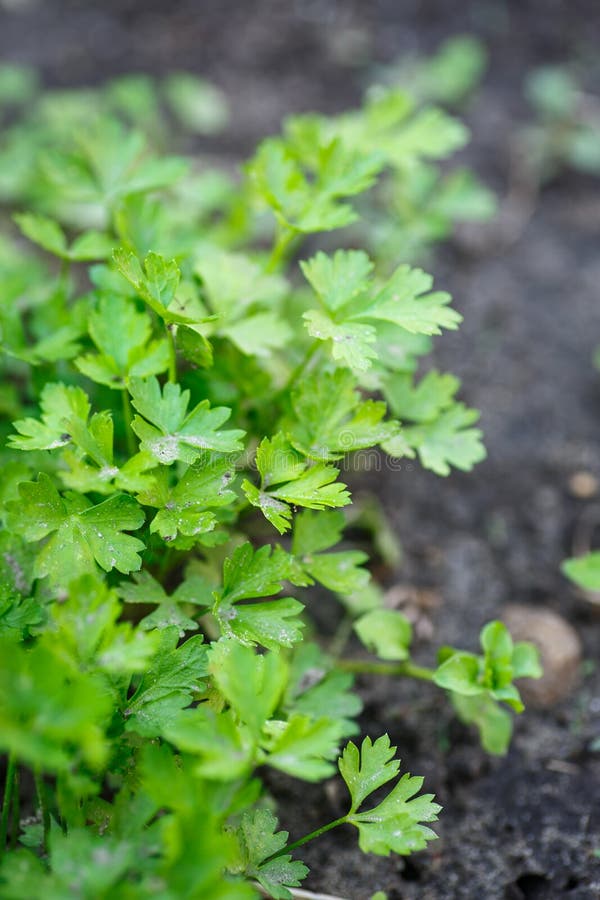 Parsley growing in the garden stock images