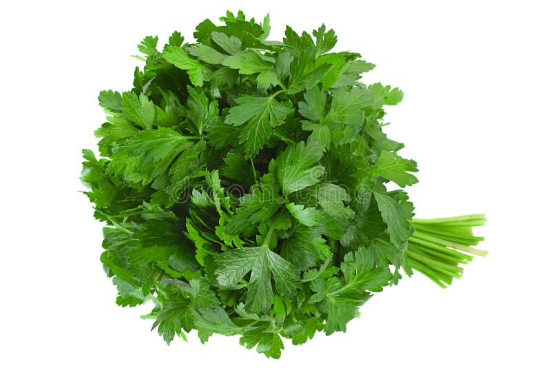 Parsley herb bunch stock photo. Image of natural, parsley 159571346