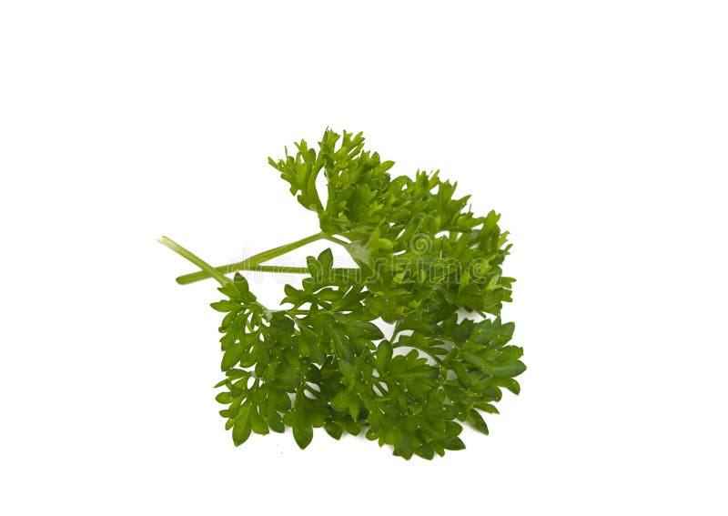 Parsley herb isolated stock image. Image of juicy, color 26616905