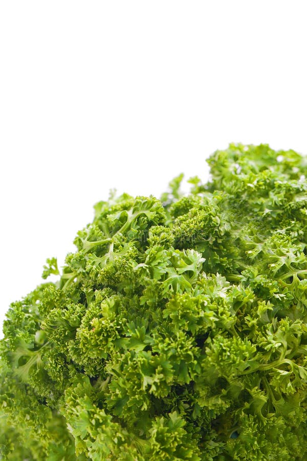 Parsley herb plant stock photo. Image of aromatic, natural 30970524