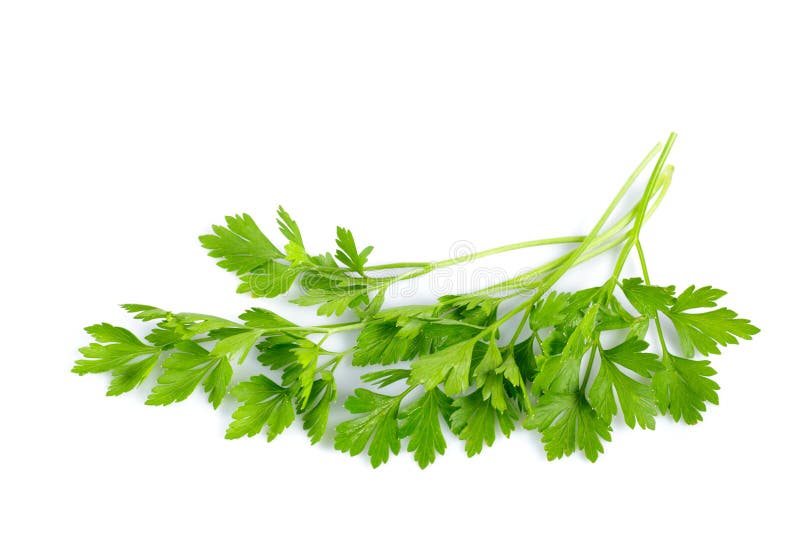 Parsley isolated stock photo. Image of studio, background 15910500