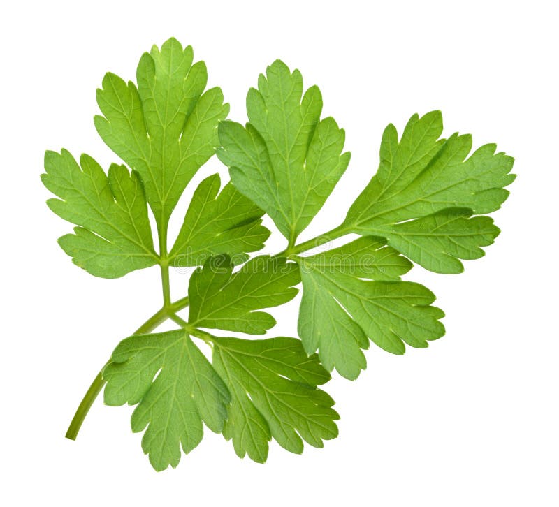 Parsley isolated stock photo. Image of studio, background 15910500