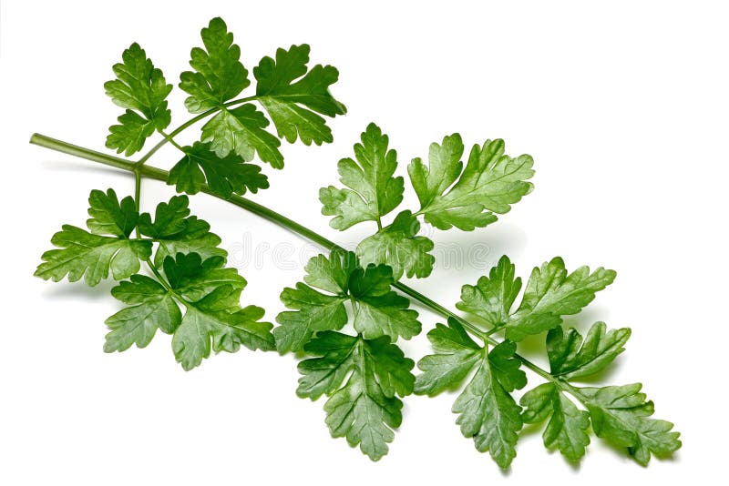 Parsley stock photo. Image of curled, eating, lifestyle 83122282