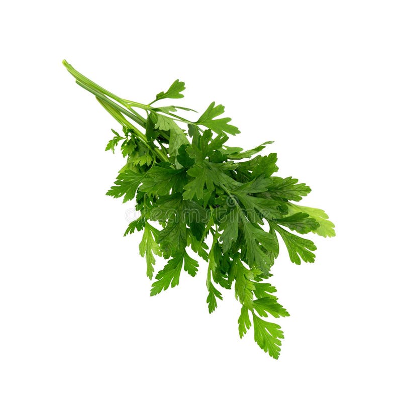 Parsley leaves stock photo. Image of isolated, food 265674836