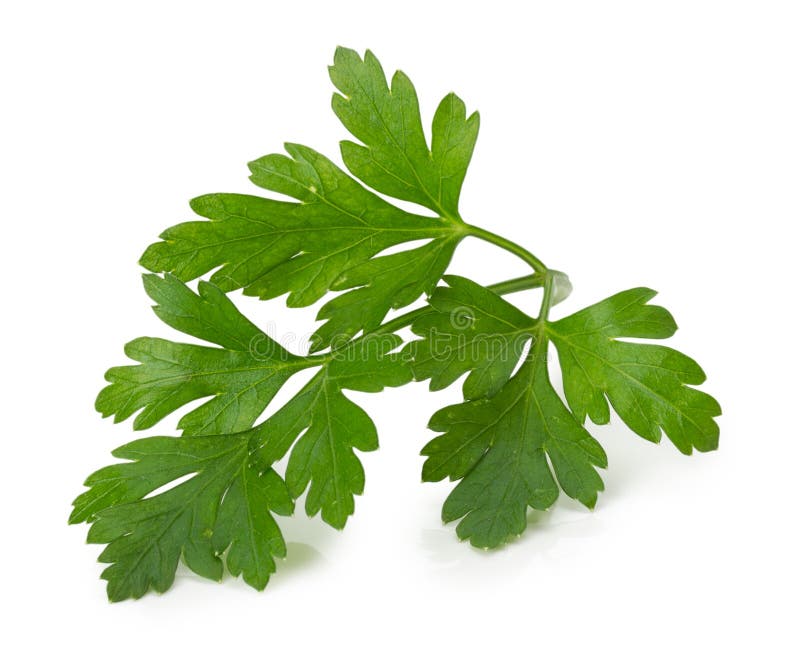 Curly parsley