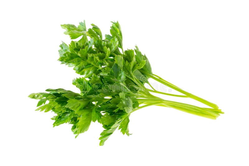 Parsley Leaves on a White Isolated Background Stock Image Image of