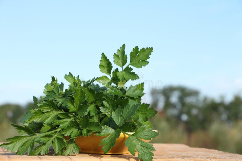 Parsley leaves stock photo. Image of yield, still, ceramic 46079056