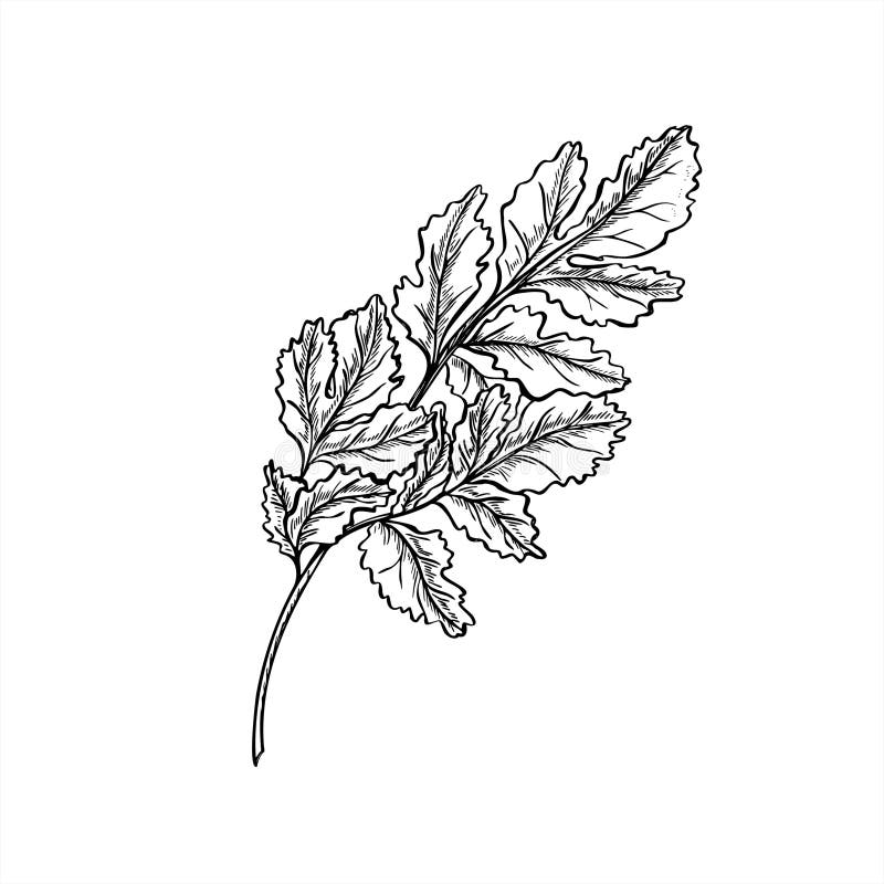 Parsley oder cilantro Blätter Vektorgrafik mit schwarzen Tinten gemalt. Mittelmeer aromatische Gewürzkräuter realistisch grafisch stock abbildung