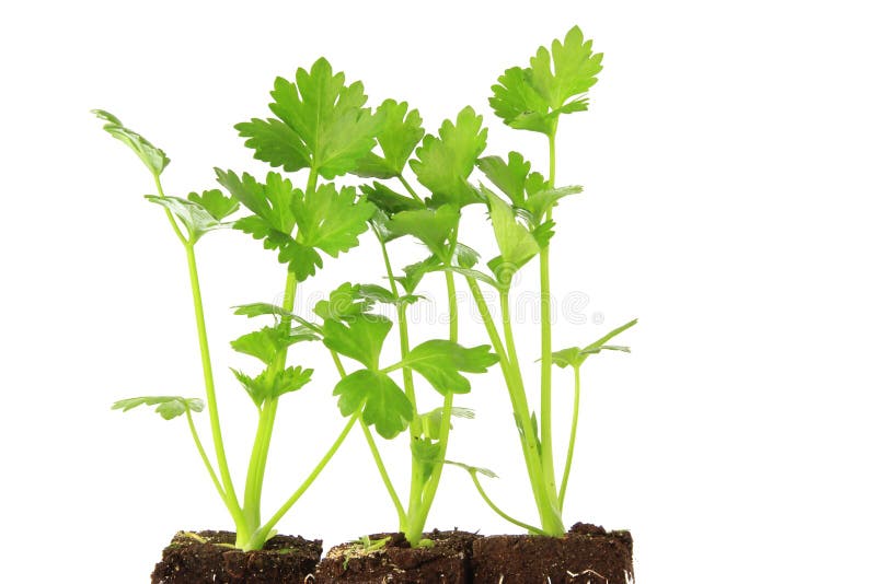 Parsley (Petroselinum crispum)