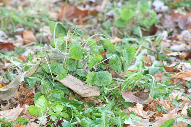 Parsley Plant in Fall stock photo. Image of parsley, cold 83291344