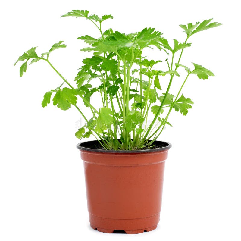 Parsley Plant on Rainy Window Sill Stock Photo Image of leaves, house 127213760