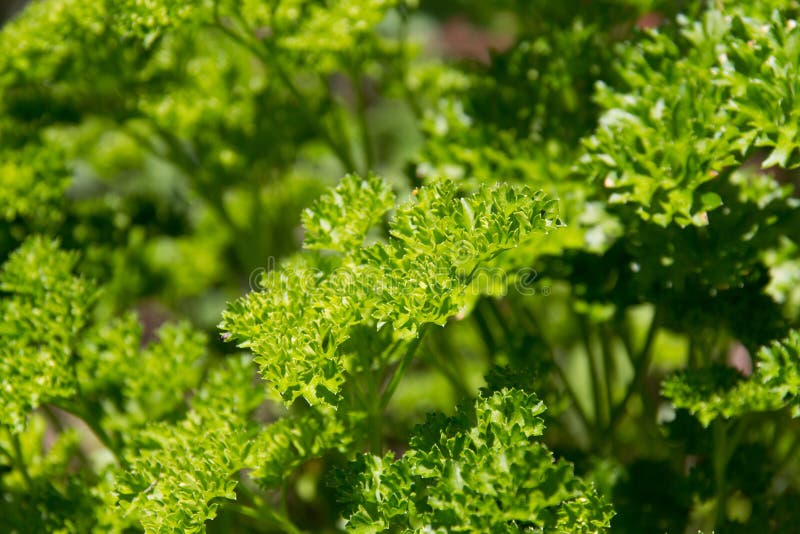 Parsley plant stock photo. Image of green, outdoors, nature 31813840