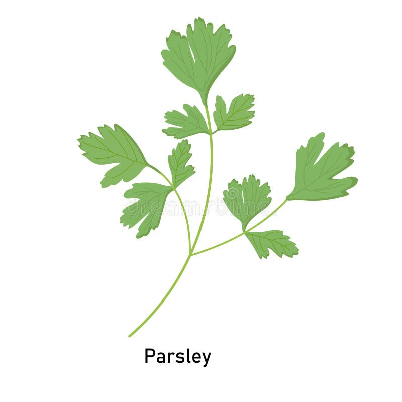 Parsley Plant on a White Background for Use in site Design or
