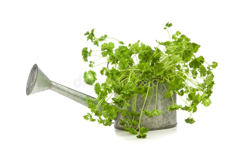 Parsley Plant in Zinc Watering Can Stock Image Image of white