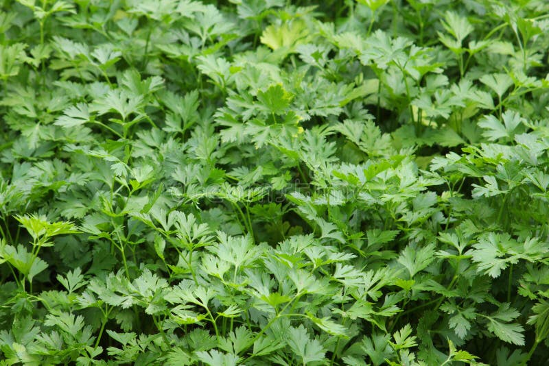 Parsley plants royalty free stock photo