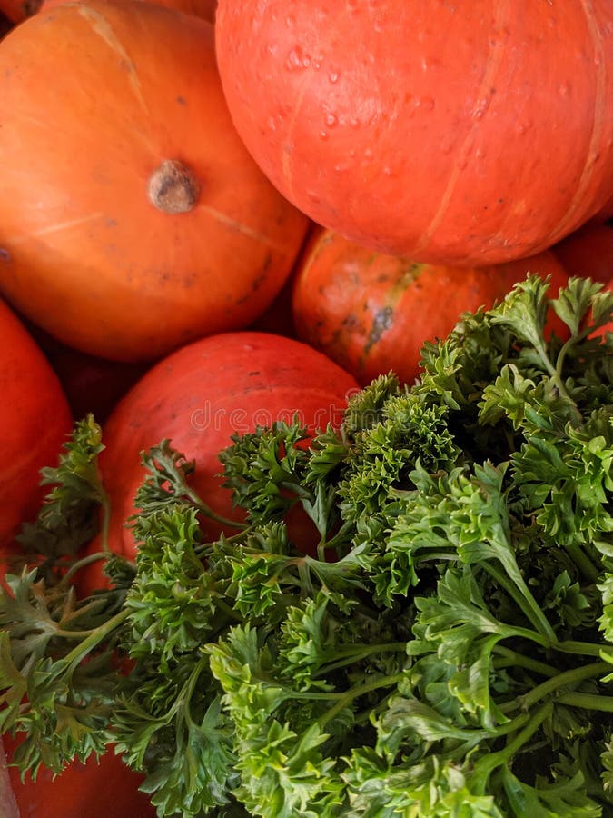 Parsley and Radish. Healthy Vegetables Stock Image Image of parsley