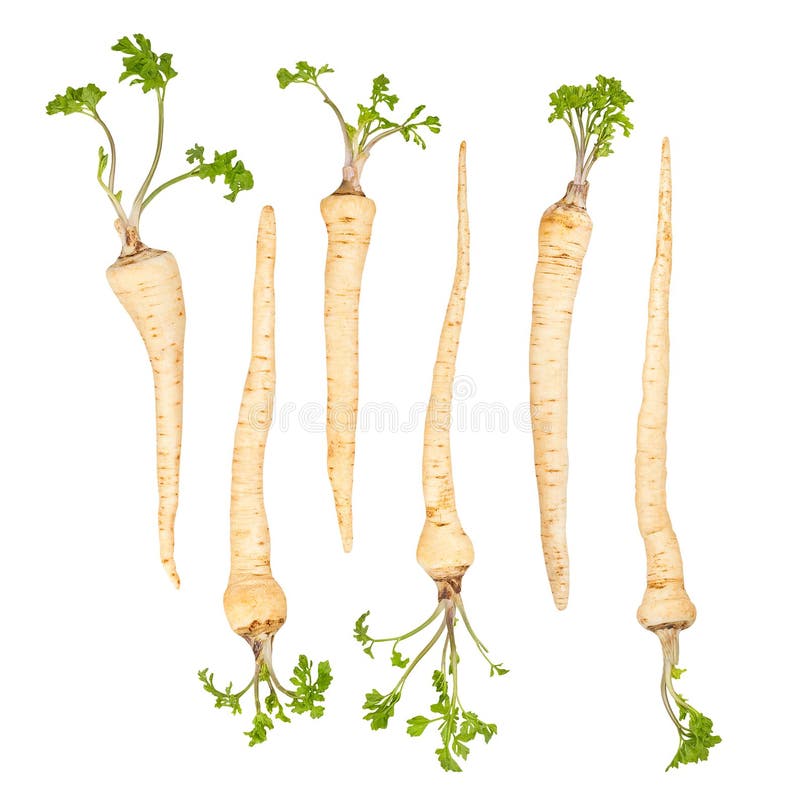 Parsley root stock photo. Image of freshness, stem, nutrition 63023138