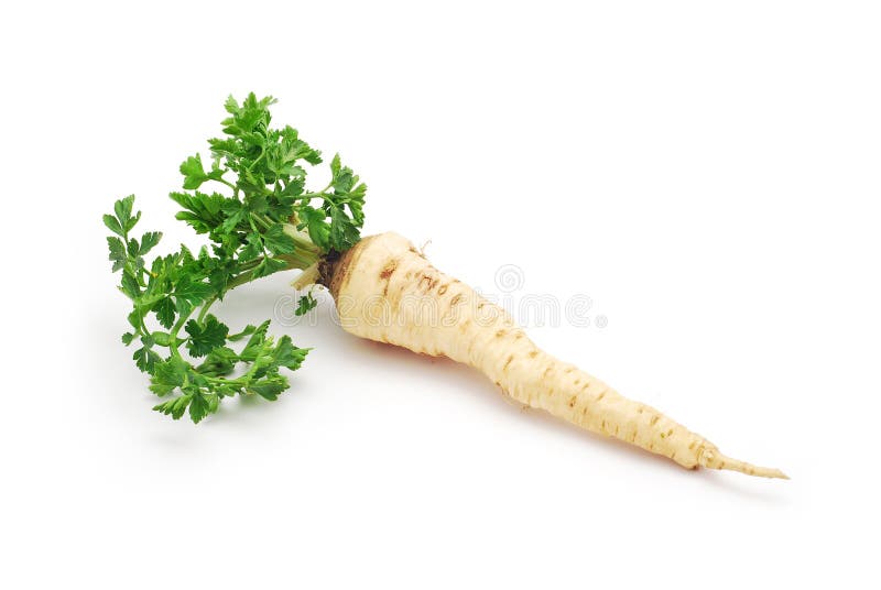 Parsley root stock image. Image of single, vegetable 30649239