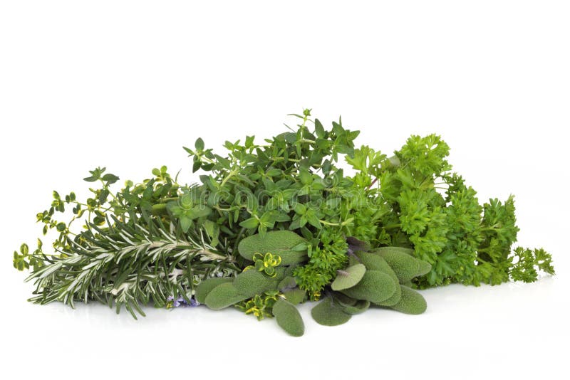 Parsley, Sage, Rosemary and Thyme Herbs Stock Image Image of growth