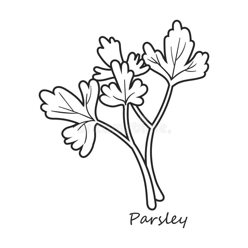 Parsley Vector Stock Illustrations 16,349 Parsley Vector Stock