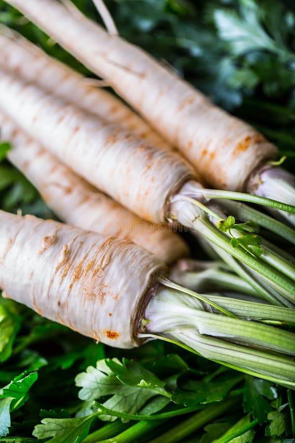 Parsnip. Fresh Parsnip. Parsnip with Parsley on Concrete Board. Several