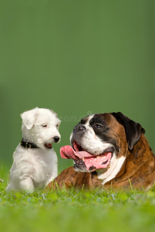 Parson Jack Russell Terrier and German Boxer royalty free stock images Parson Jack Russell Terrier and German Boxer royalty free stock images