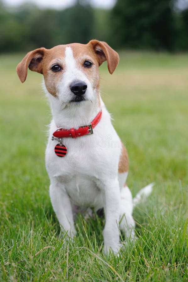 Parson Jack Russell Terrier Sitting In A Park Stock Photo Image 14787092