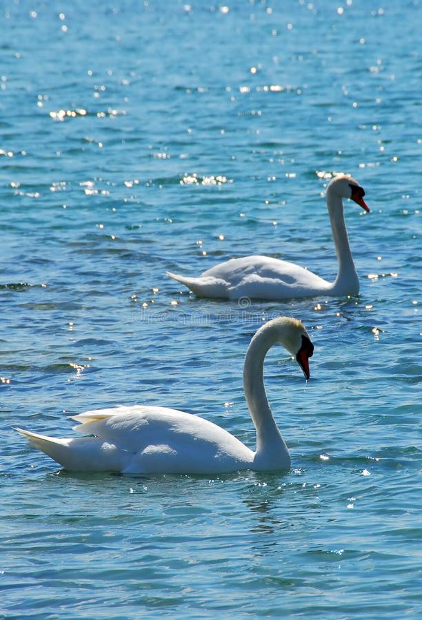 parswans royaltyfria foton parswans royaltyfria foton