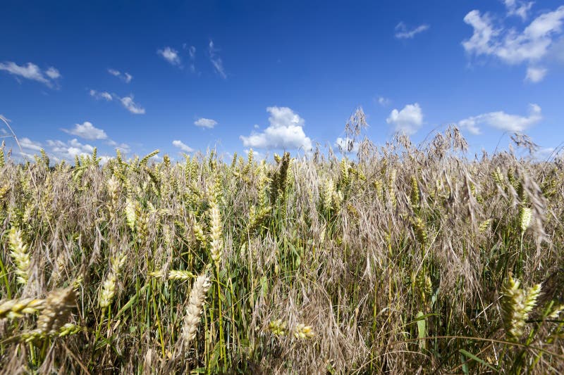 part of an agricultural field