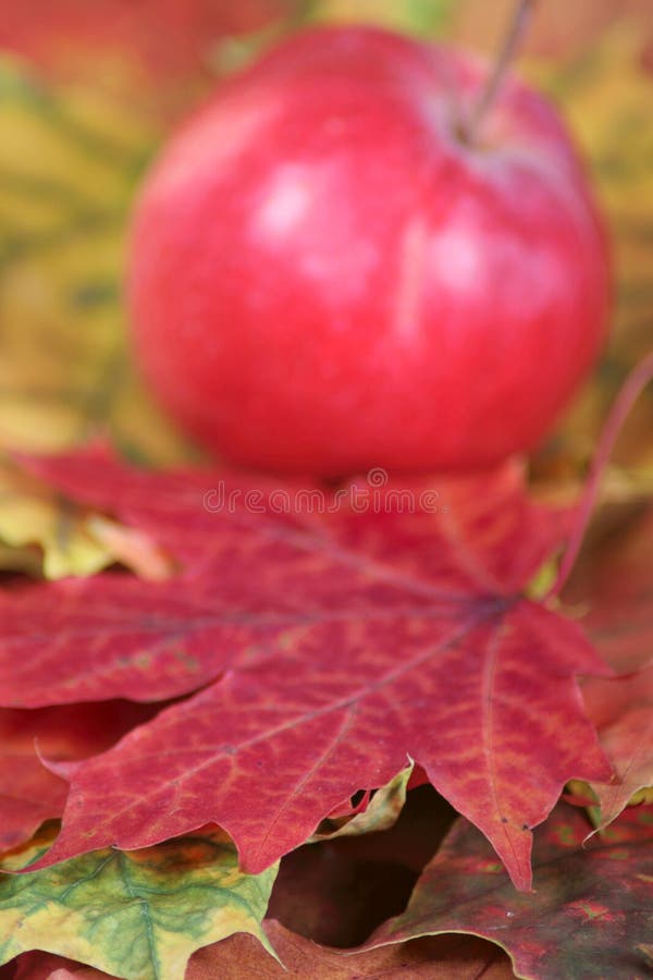 Part of an autumn maple leaf