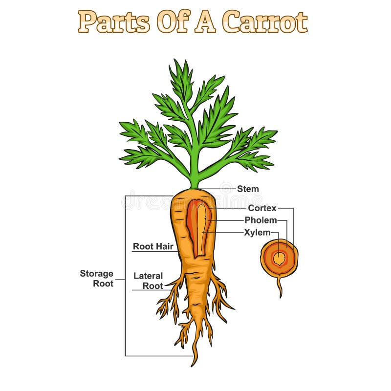 Carrot Plant Parts Stock Illustrations 31 Carrot Plant Parts Stock carrot-plant-parts-stock-illustrations-31-carrot-plant-parts-stock